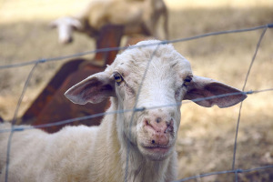 animal-1845413_960_720